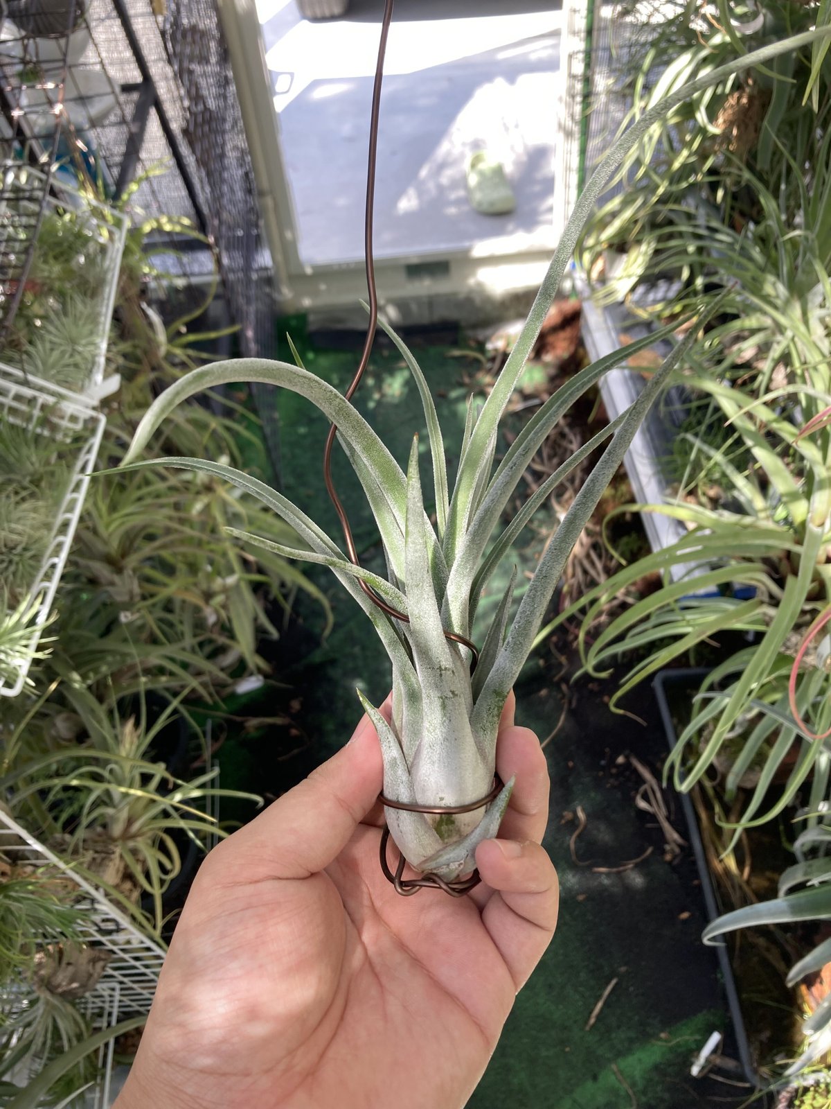 T.Sister Theresa (intermedia ×caput-medusae) |