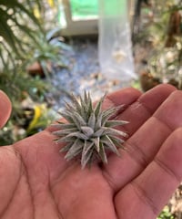 Ꭲ.ionantha var vanhyningii minor | 【Good Field】