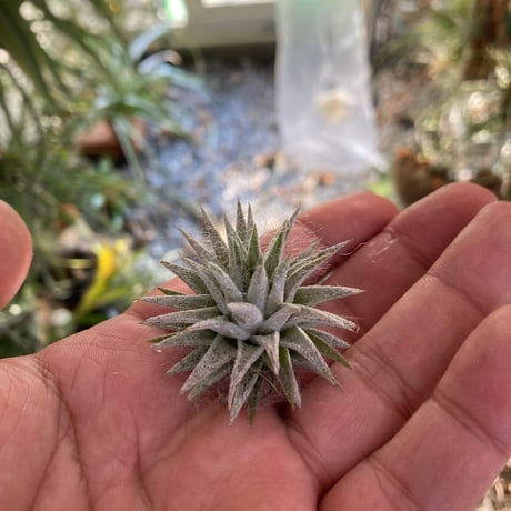 New Tillandsia Handbook ハードカバー Tillandsia Handbook New Tillandsia Handbook ハードカバー New