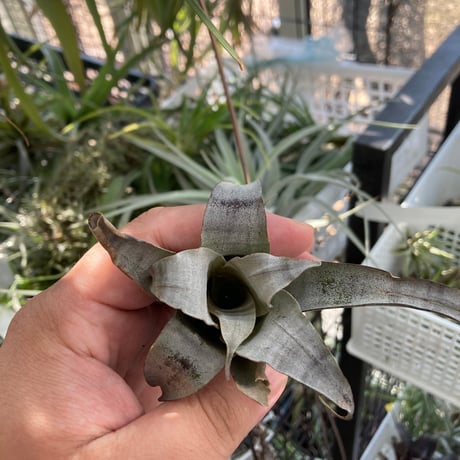 tillandsia | STORES