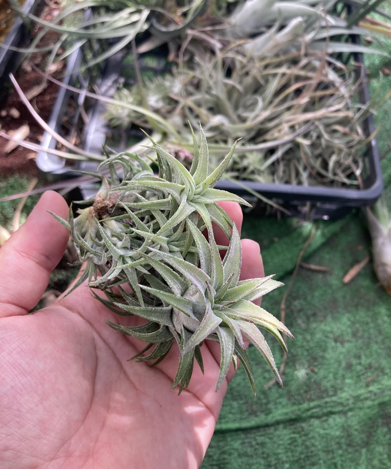 T.ionantha van-hyningii Minor YCB タグ有り Ꭲ.ionantha var vanhyningii minor | 【Good Field】