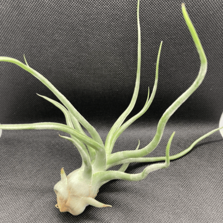 ブルボーサ | STORES