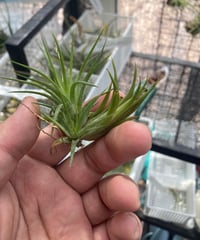 Ꭲ.ionantha Evolution