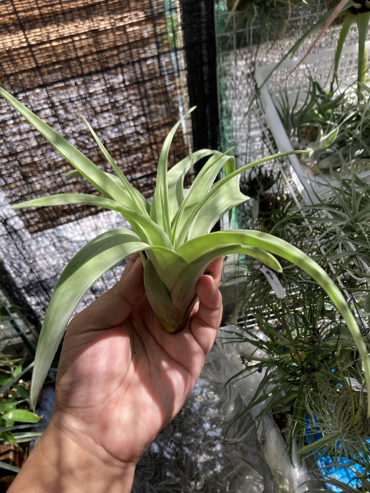 Tillandsia Ramellae 速達発送 Tillandsia Ramellae 速達発送