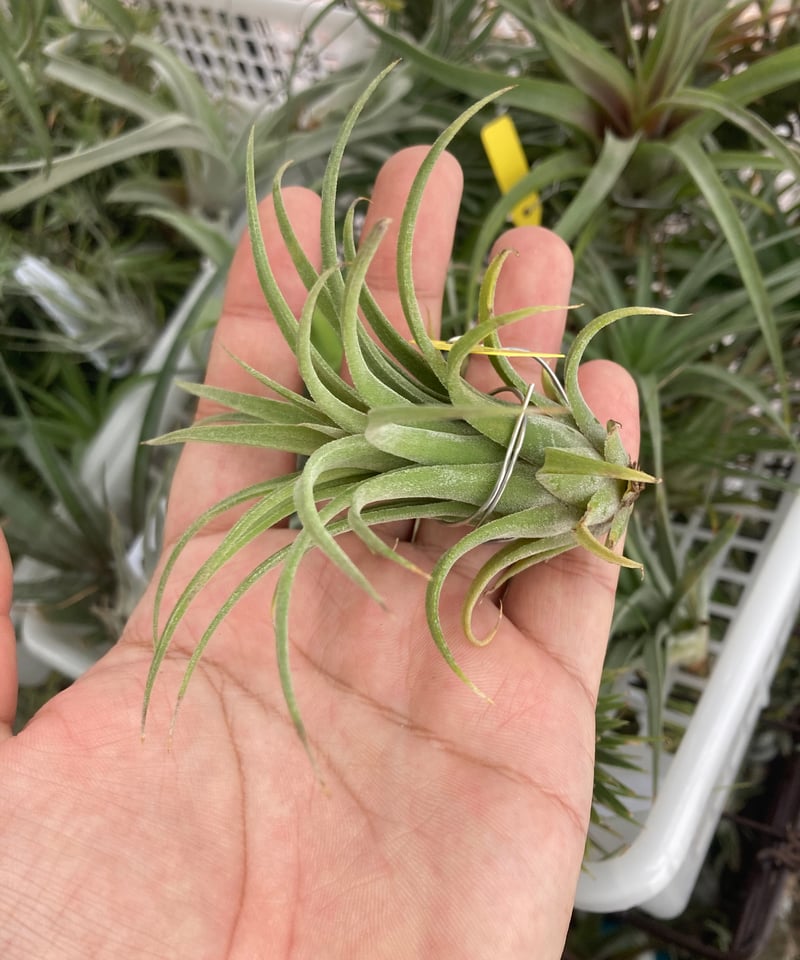 Ꭲ.Curly Slim x Ꭲ.ionantha Ron | 【Good Field】エアー...