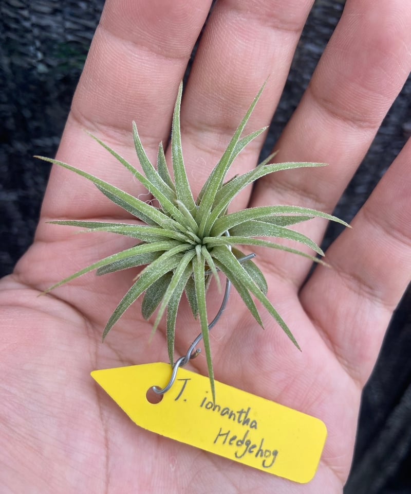 Ꭲ.ionantha Hedgehog | 【Good Field】エアープランツ専門店