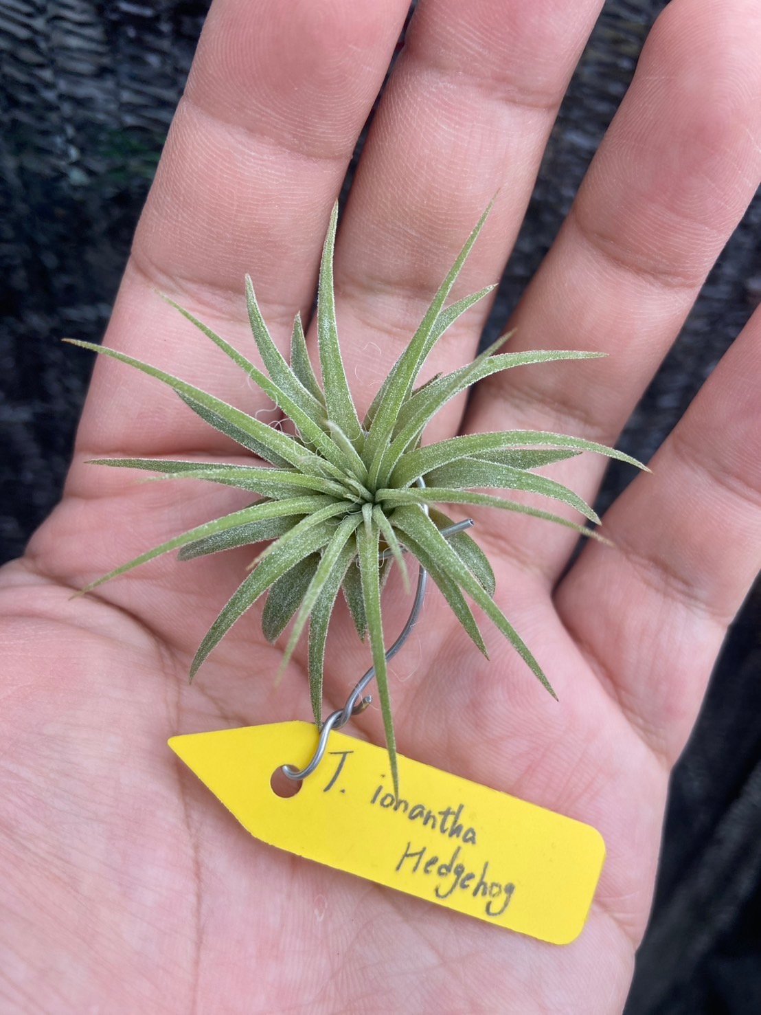 Ꭲ.ionantha Hedgehog | 【Good Field】エアープランツ専門店
