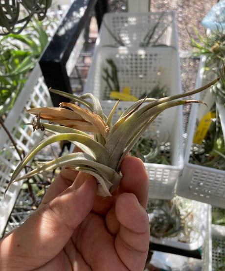 ヒルタ Tillandsia ヒルダエ 53号 | air-plants TENGU-DO