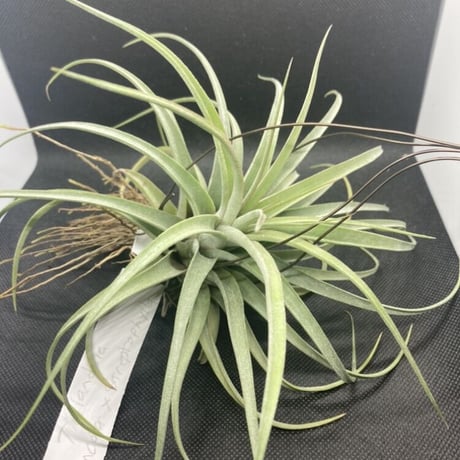 チランジア交配種 | STORES