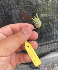 Ꭲ.Awesome Amber (rothii × concolor) | 【Good Fie