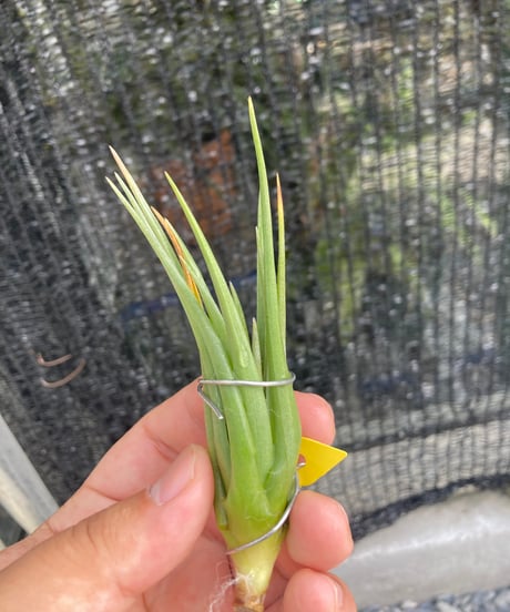 CATEGORY Tillandsia | 【Good Field】エアープランツ専門店