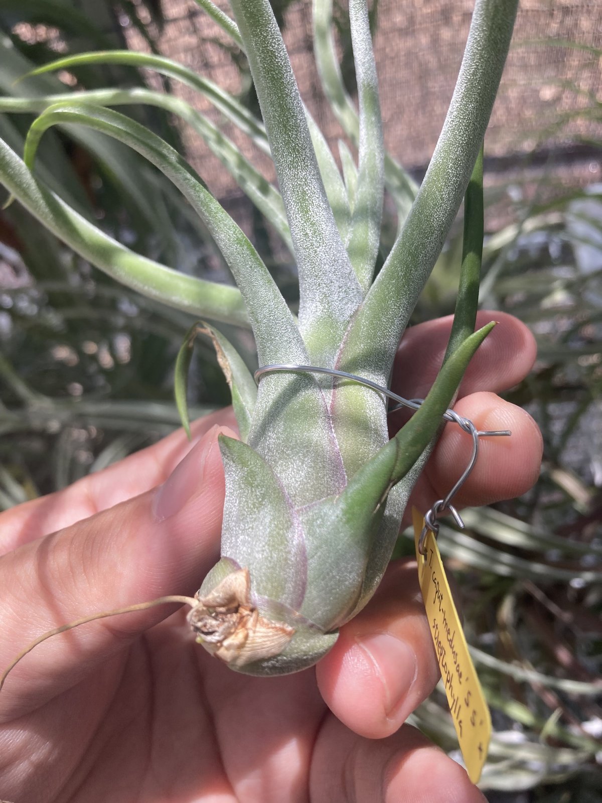 Ꭲ.caput-medusae sonoran snow × Ꭲ.streptophylla