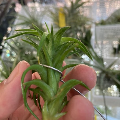 ティランジア | STORES