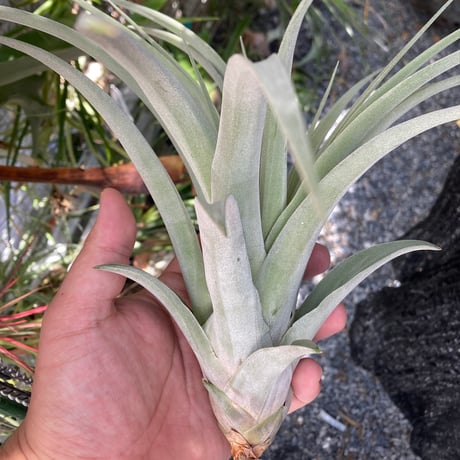 tillandsia | STORES