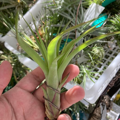 チランジア交配種 | STORES