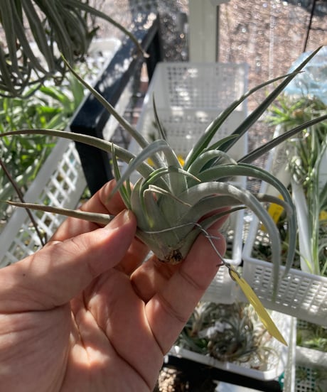 CATEGORY 原種 | 【Good Field】エアープランツ専門店