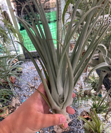 チランジア Awesome Amber Tillandsia rothii x concolor 'Awesome