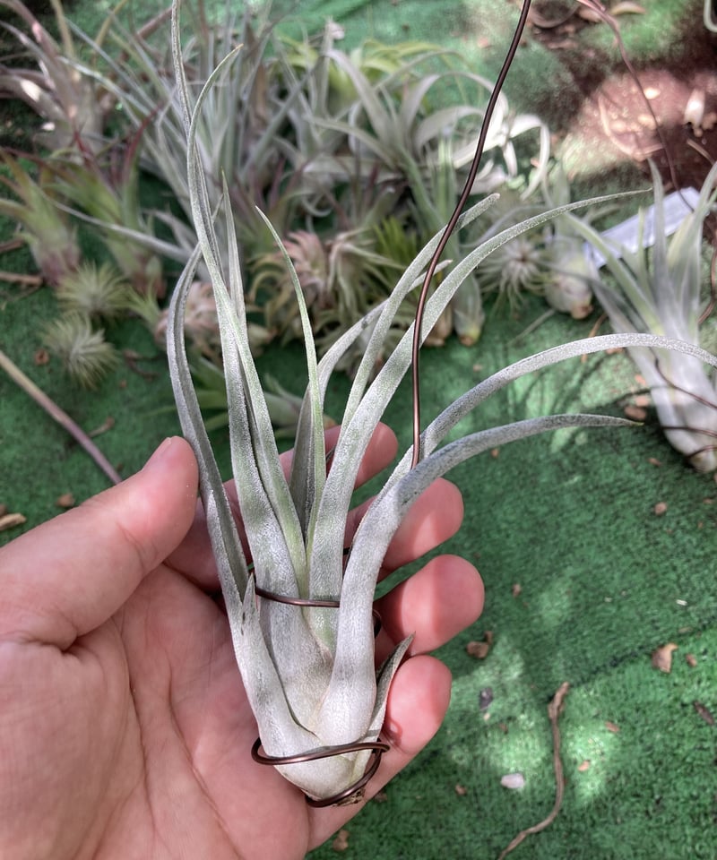 T.Kraken | 【Good Field】エアープランツ専門店