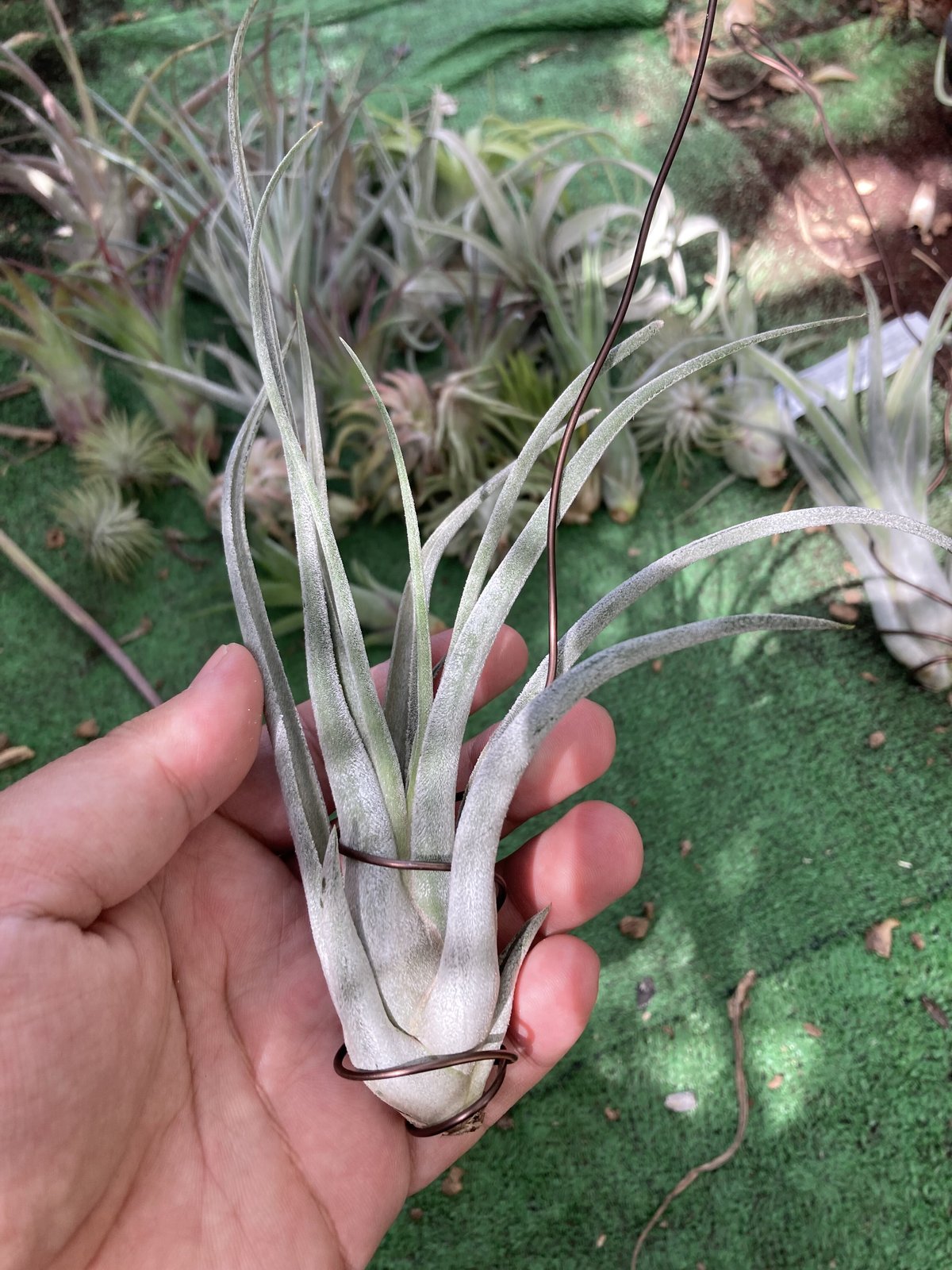 T.Kraken | 【Good Field】エアープランツ専門店