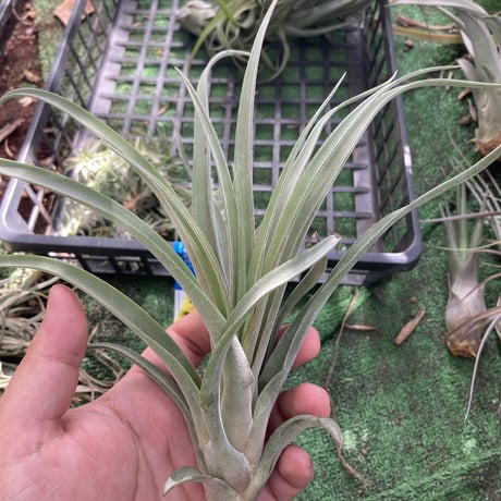 STORES エアープランツの検索結果