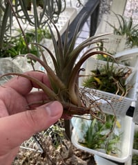 Ꭲ.bulbosa tiny dancer | 【Good Field】エアープランツ専門店