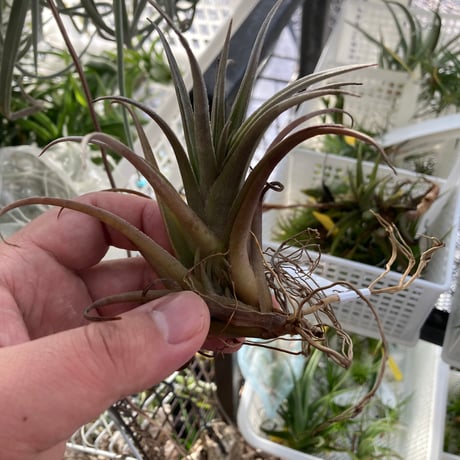 tillandsia | STORES