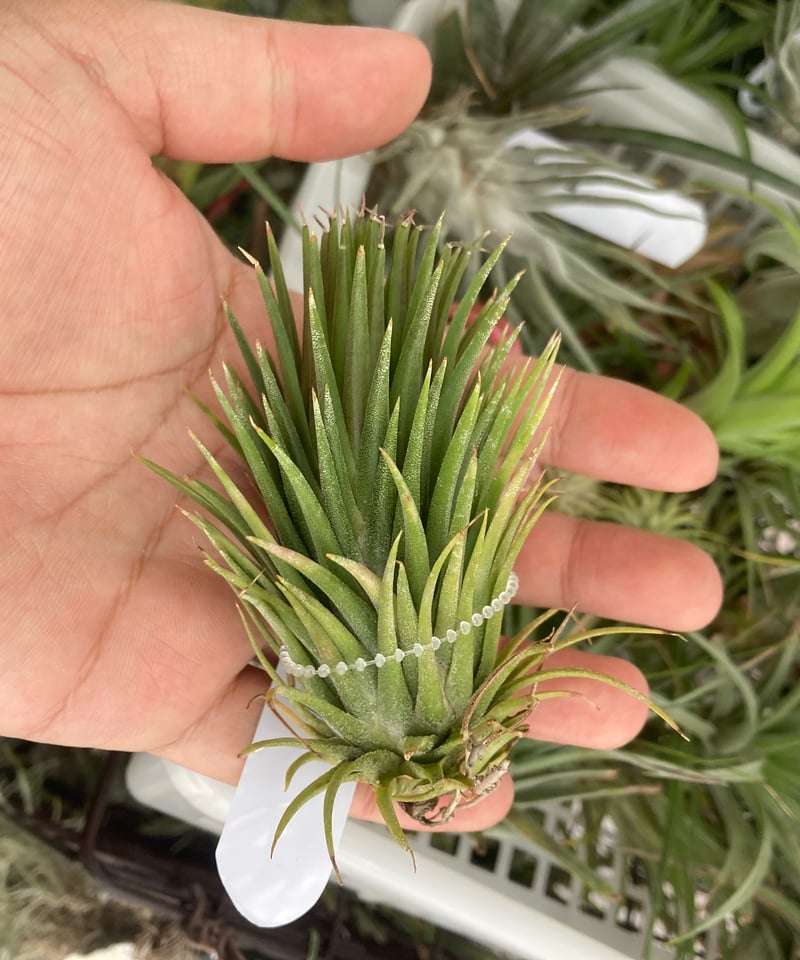 Ꭲ.ionantha Totem Pole | 【Good Field】エアープランツ専門店