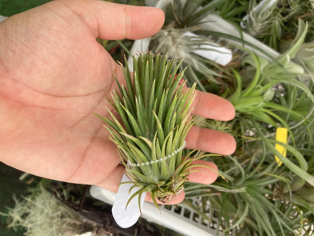 Ꭲ.ionantha Totem Pole | 【Good Field】エアープランツ専門店