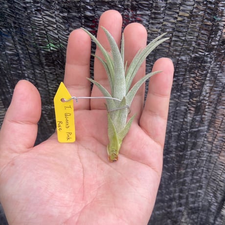 STORES エアープランツの検索結果