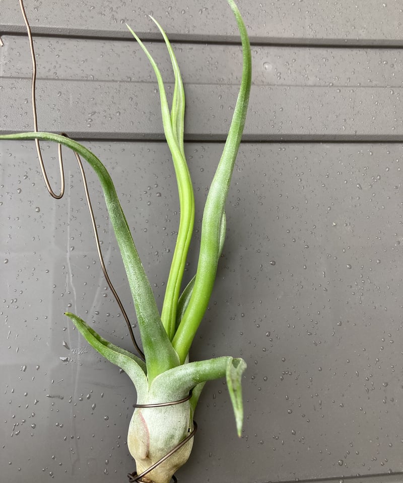 (レア)チランジア　Rex 1苗 レア)チランジア Rex 1苗