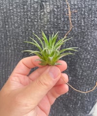 チランジア Peltry Jellyfish Tillandsia Peltry Jellyfish (Tillandsia ehlersiana x