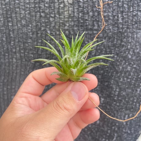 STORES エアープランツの検索結果