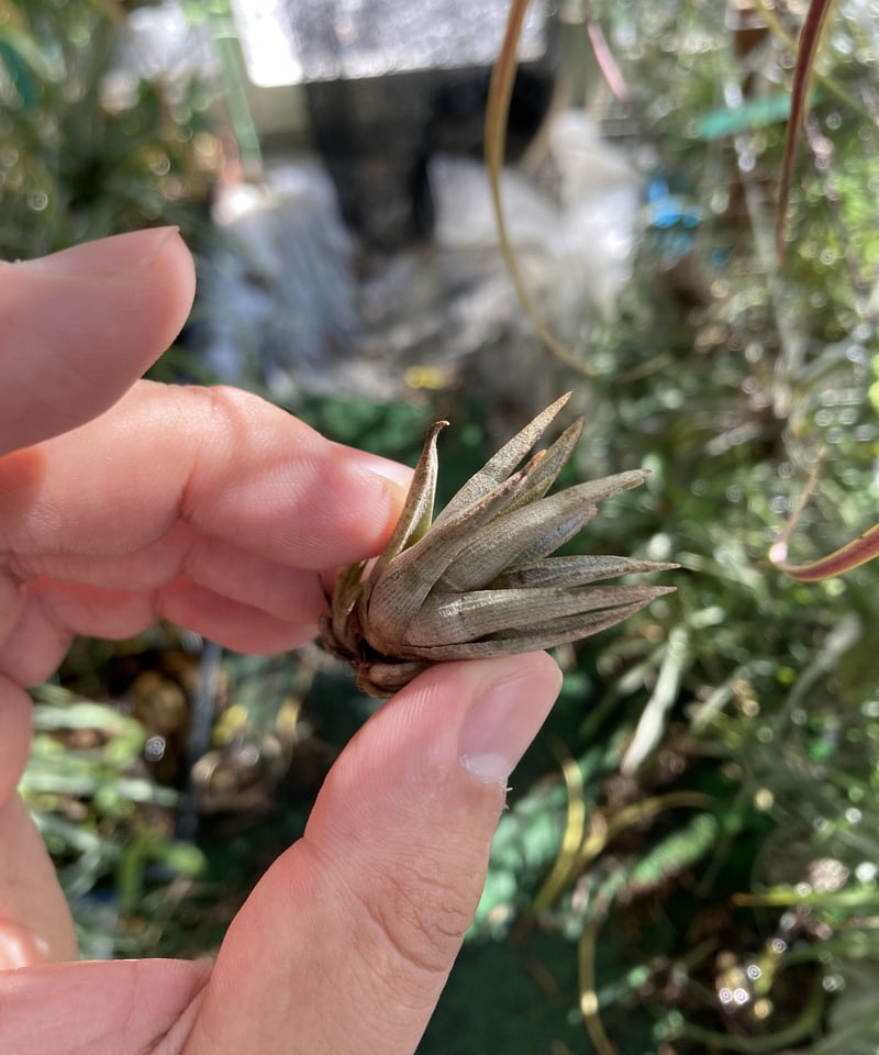 エアープランツ　ペイラノイ T.peiranoi | 【Good Field】エアープランツ専門店