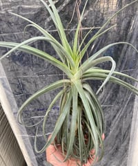 T.duratii x Ꭲ.recurvifolia
