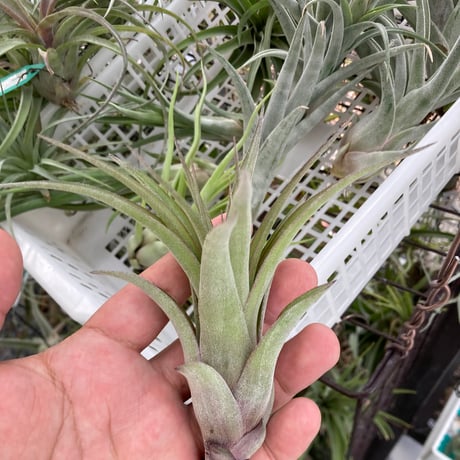 ストレプトフィラ | STORES