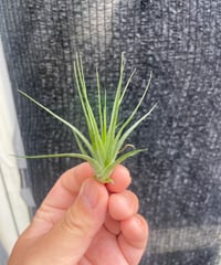 T.Kraken | 【Good Field】エアープランツ専門店