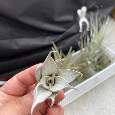 tillandsia | STORES