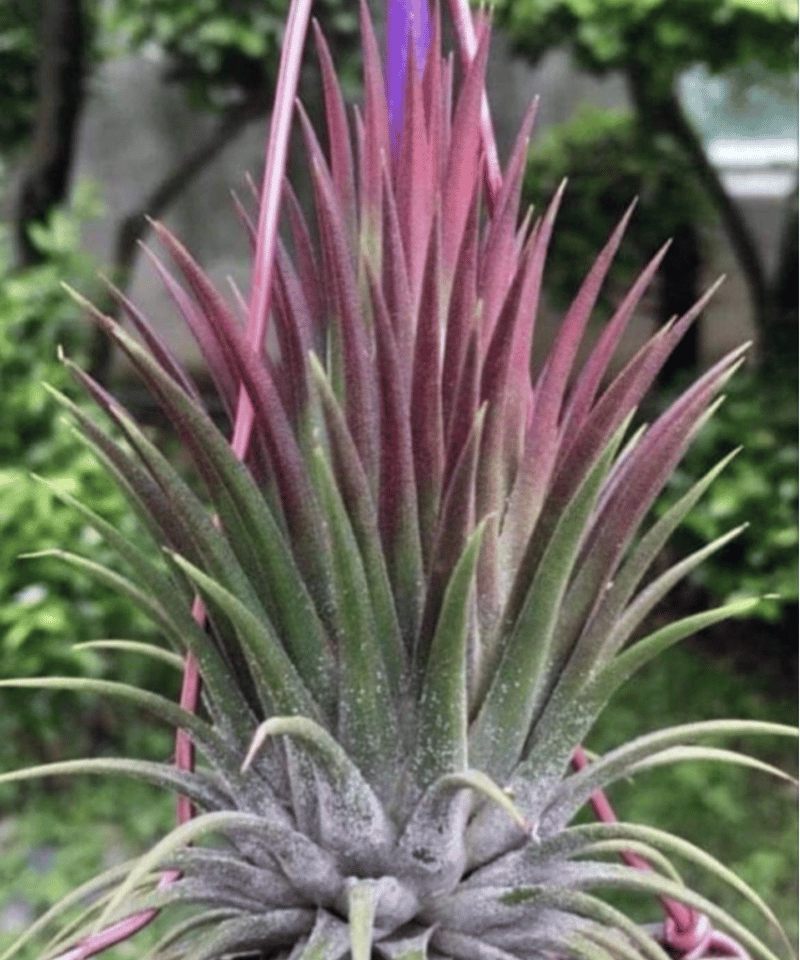 T.ionantha penito | 【Good Field】エアープランツ専門店