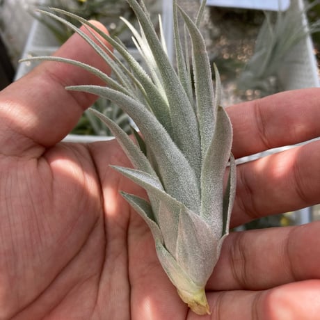 tillandsia | STORES