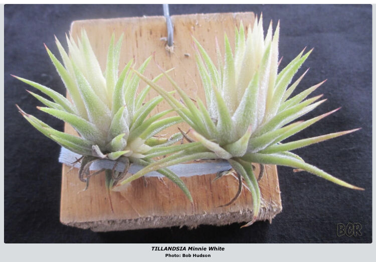 ブロメリア・エアープランツ Tillandsia Minnie White チランジア ミニー ホワイト Tillandsia 'Minnie White
