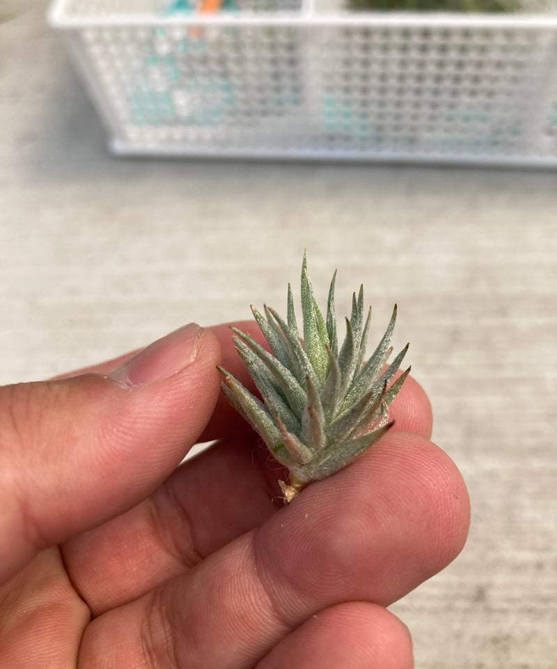 Tillandsia loliacea Argentina wild 速達発送 Tillandsia loliacea Argentina wild 速達発送