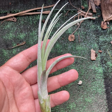 T.Hedi Gulz (exserta x streptophylla)