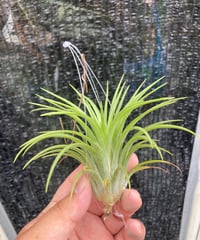 T.Pang Maralyn (xerographica×ionantha) | 【Good