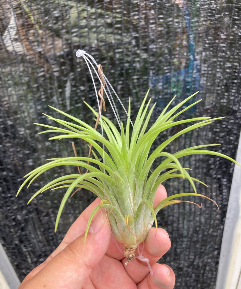 Ꭲ.Big Hawaiian (Apretado BRT × ionantha v. maxi