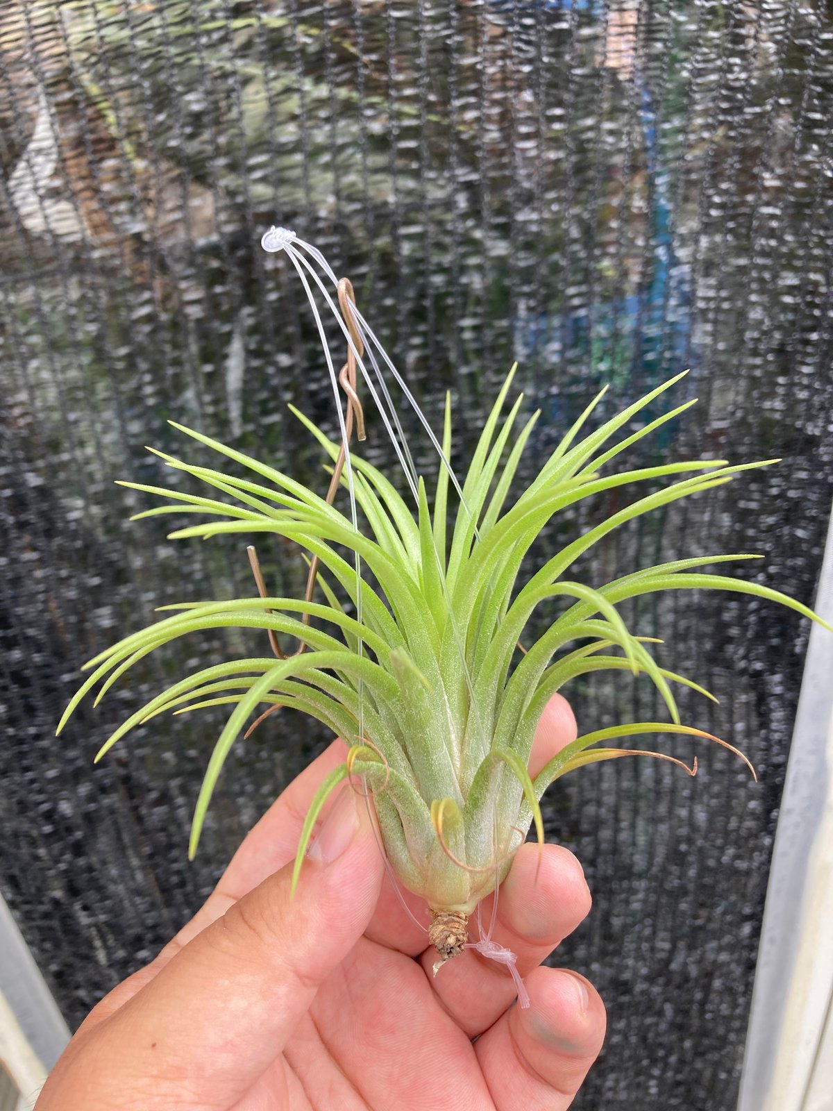 Ꭲ.Big Hawaiian (Apretado BRT × ionantha v. maxi