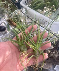 Ꭲ.DDD (streptophylla×(bulbosa×streptophylla))
