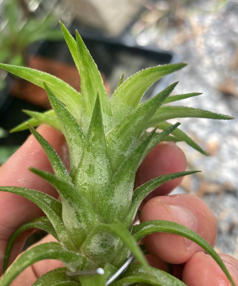 Tsht様同梱専用T. ionantha var. vanhyningii Mi Tillandsia ionantha