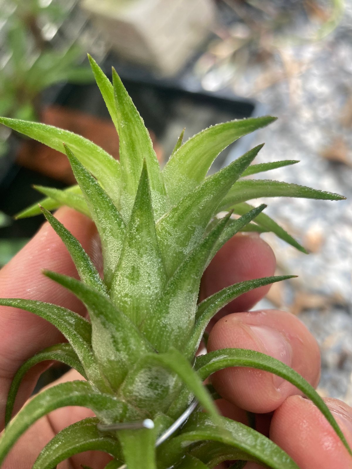 T.ionantha var. vanhyningii Variegated | 【Good