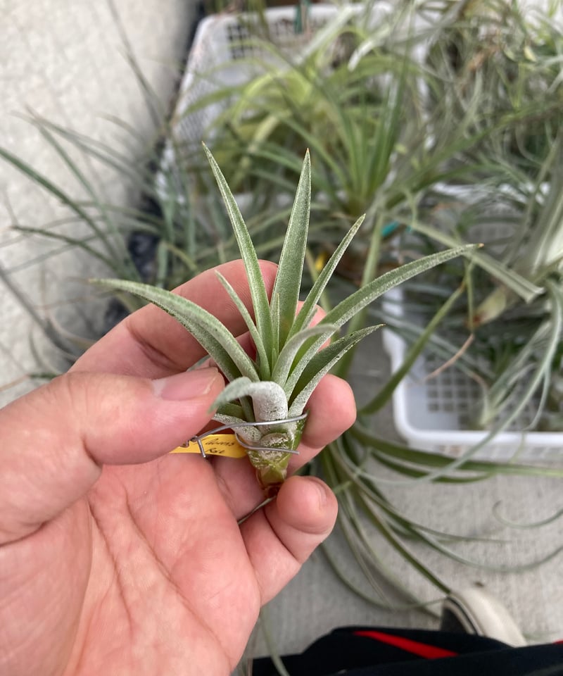 Ꭲ.Queen's Pink Rose (roseoscapa x ionantha) | 【