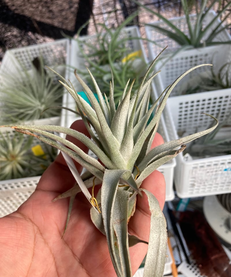 Ꭲ.gardneri var. Rupicola pupre form (Tropiflora